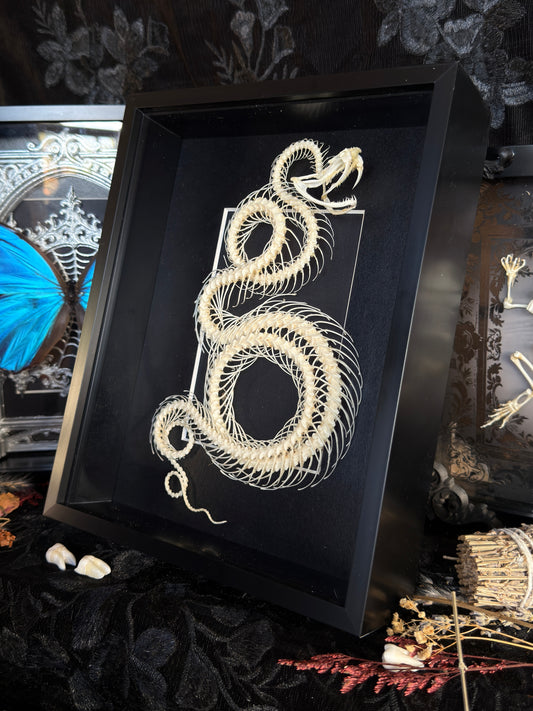 White Lipped Pit Viper Trimeresurus Albolabris Framed Skeleton Specimen
