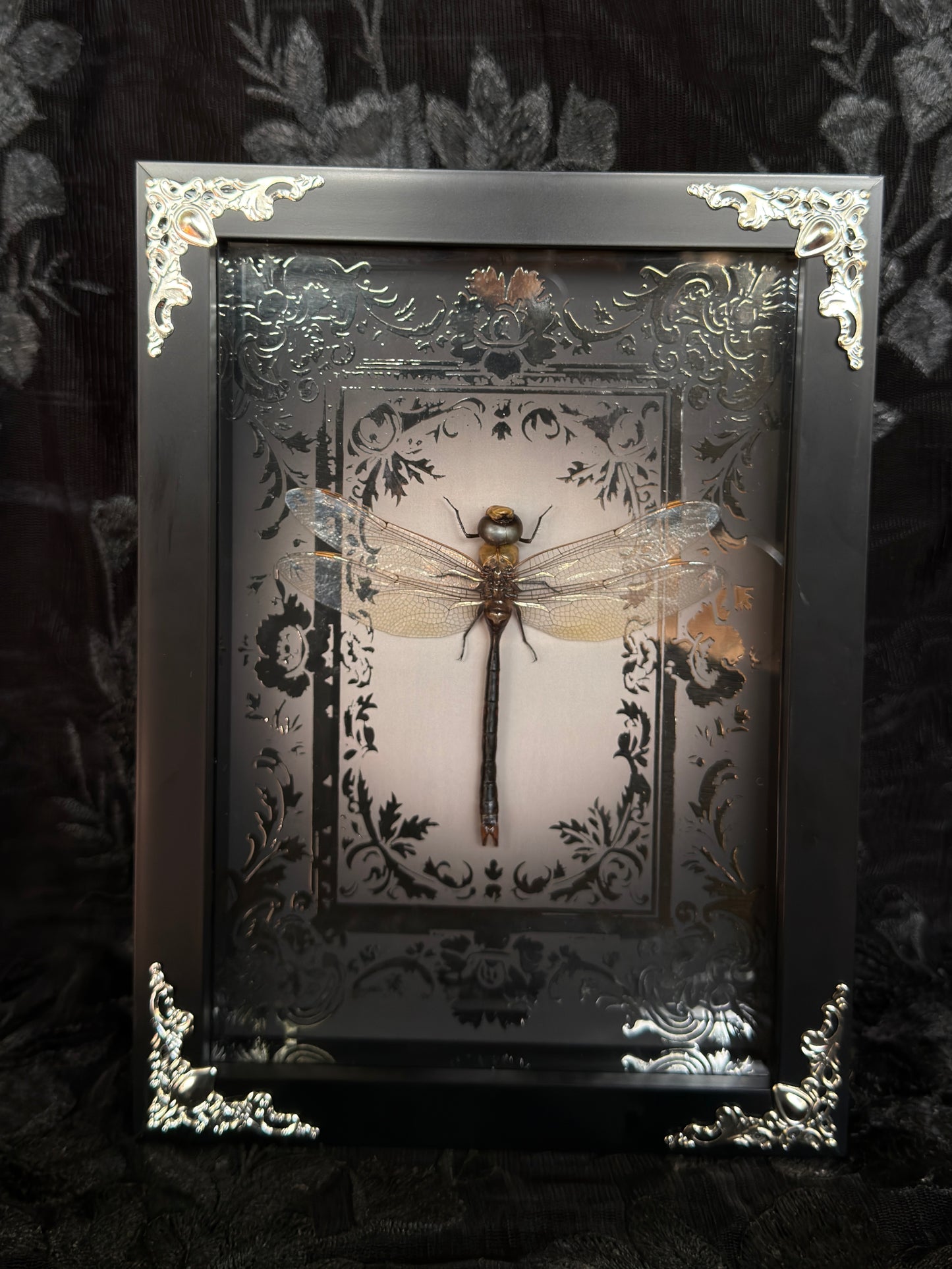 DRAGONFLY SHADOW BOX