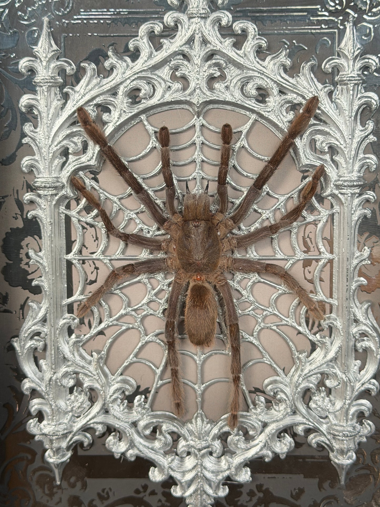TARANTULA GOTHIC SHADOW BOX