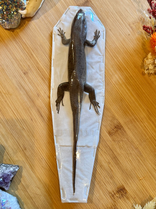 Indian Brown Skink- Eutropis multifasciata specimen