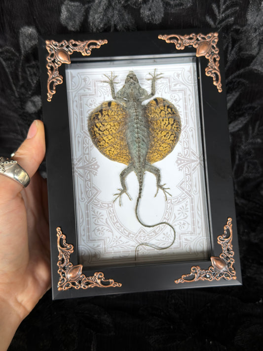 FLYING LIZARD SHADOW BOX