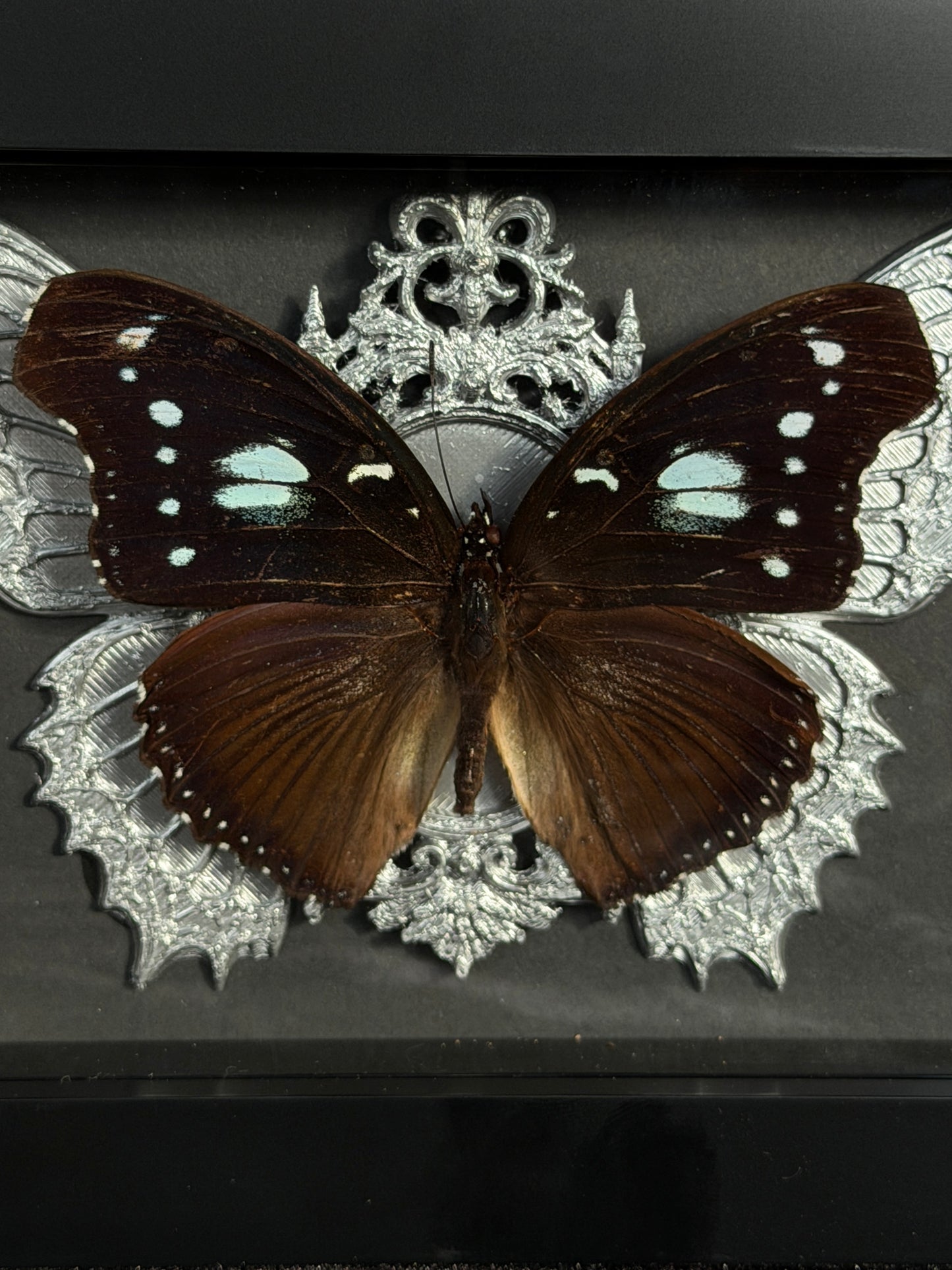 BLUE MOON BUTTERFLY- Framed Specimen * missing antenna*