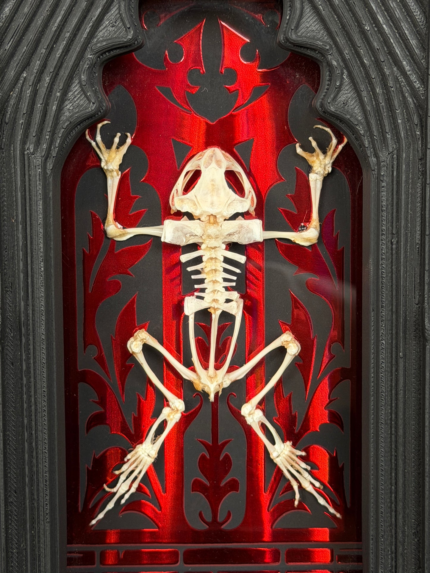 TOAD SKELETON SHADOW BOX