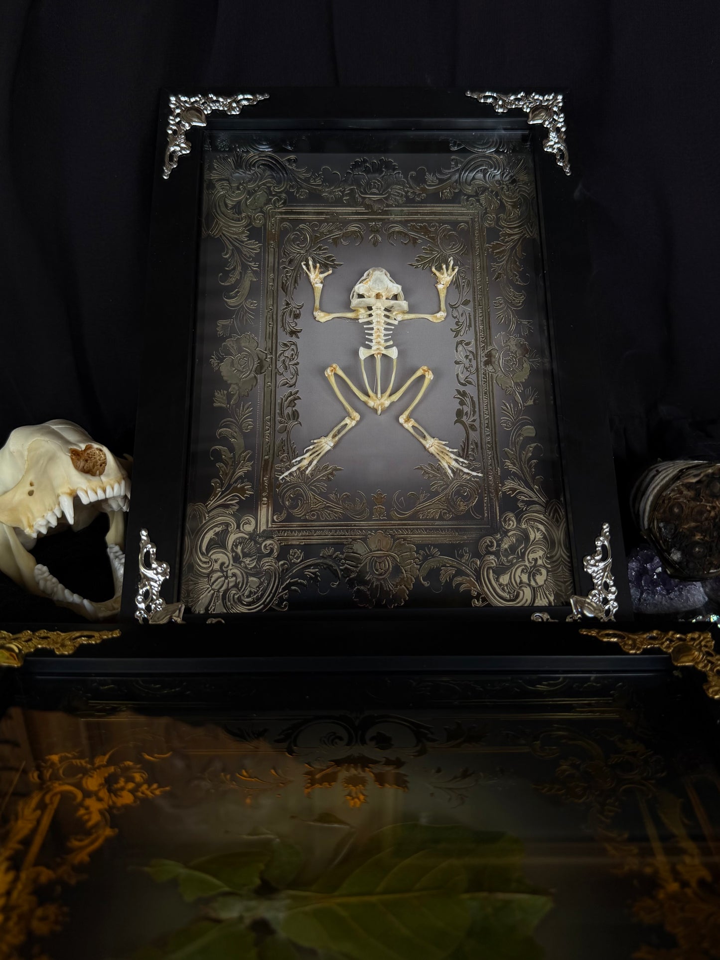 Asian Common Toad Skeleton - Duttaphrynus melanostictus Framed Specimen