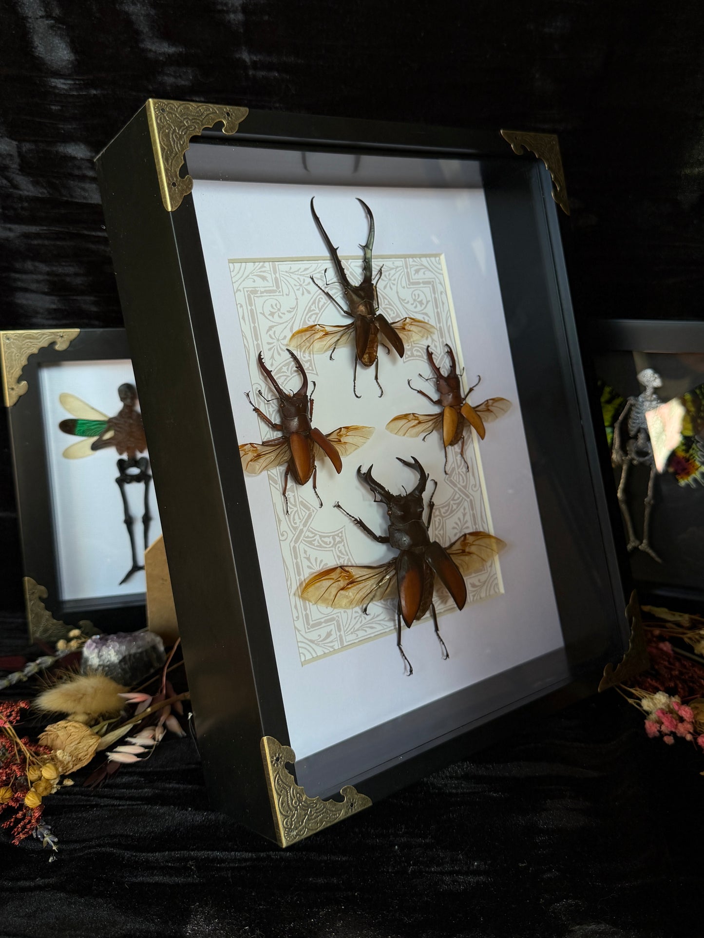 STAG BEETLE QUAD - Framed Specimens