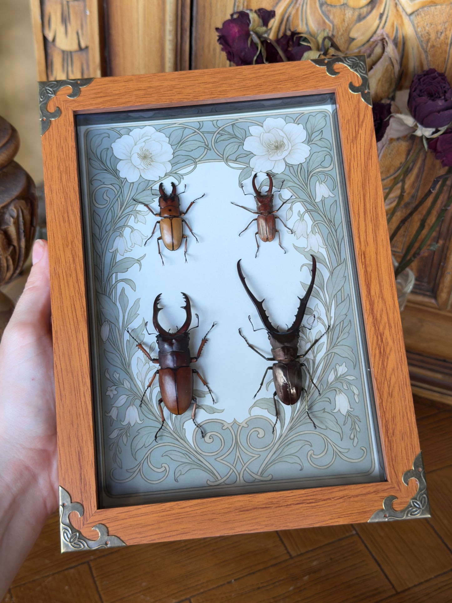 BEETLE QUAD framed specimens - name in description