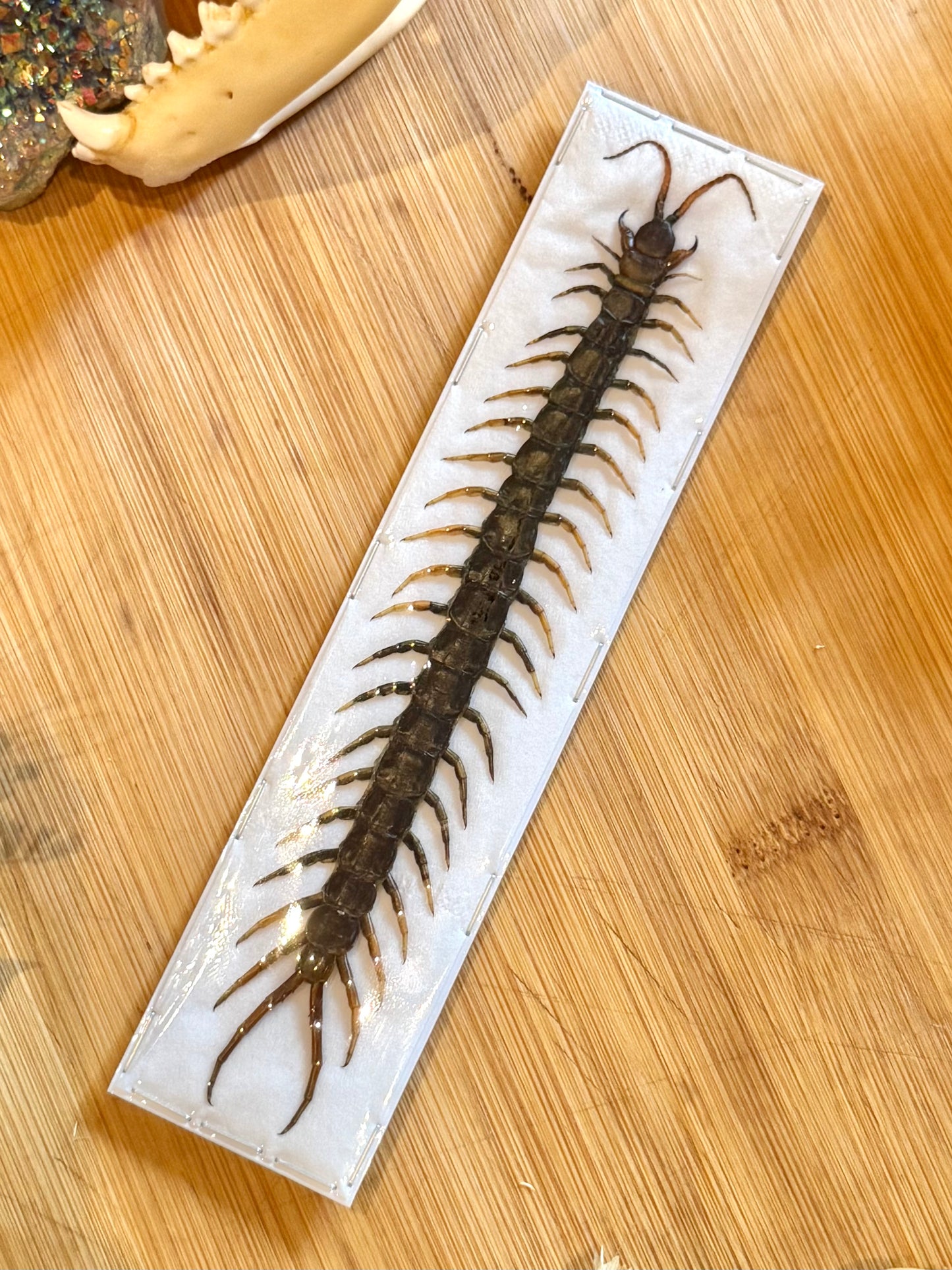 Common Centipede- scolopendra morsitans specimen