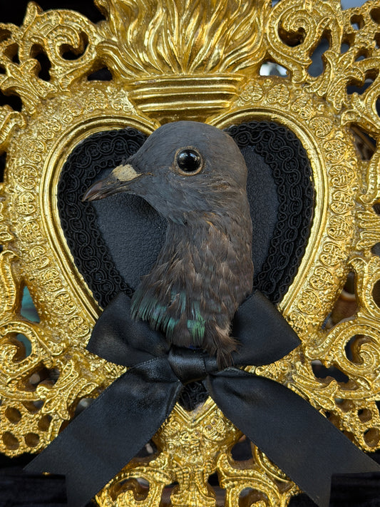 PIGEON HEAD - Gold Heart Mother of Hades Open Display Frame