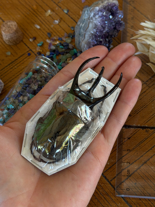 Atlas Beetle - Chalcosoma Atlas Keyboh