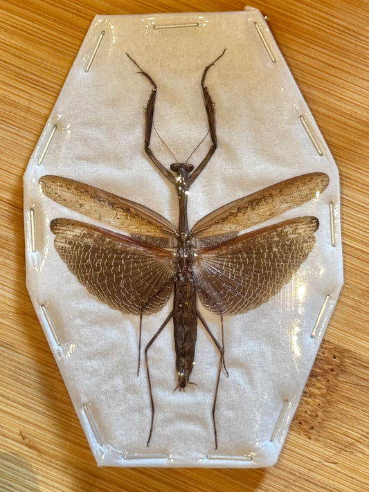 Asian Jumping Mantis- Statilia maculata maculata Specimen