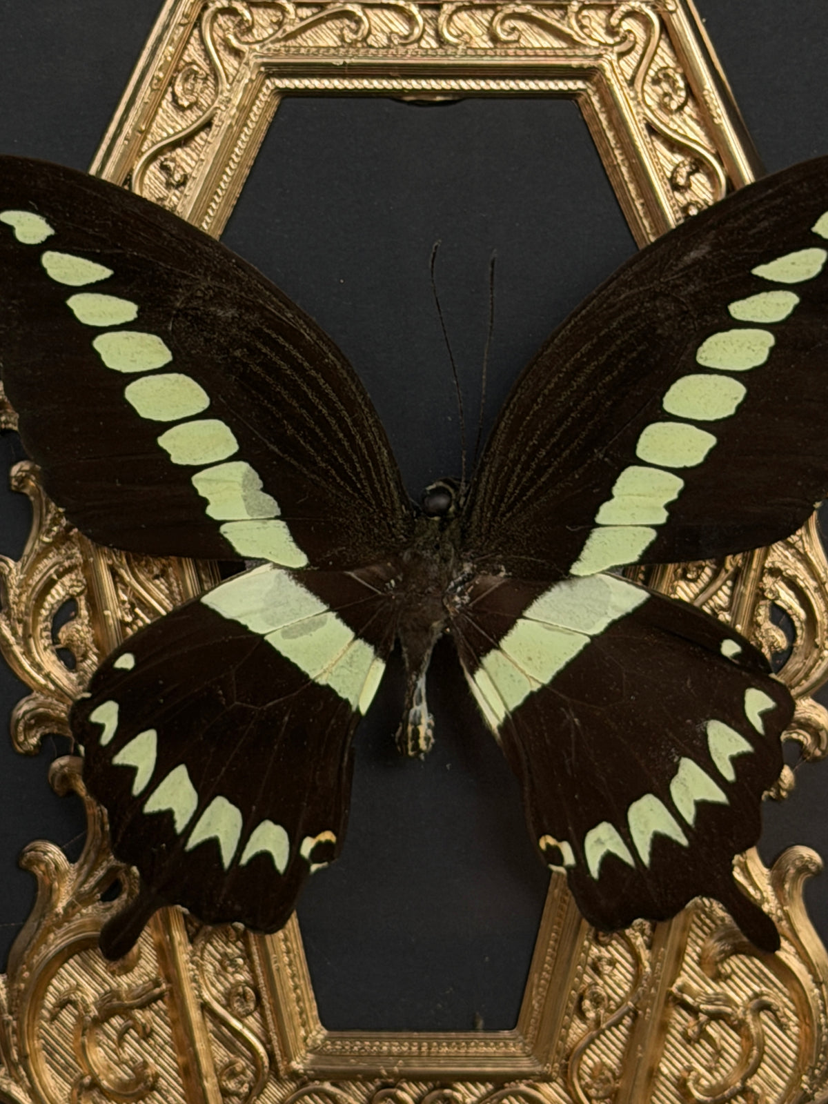 GILDED - Mother of Hades Butterfly Frame