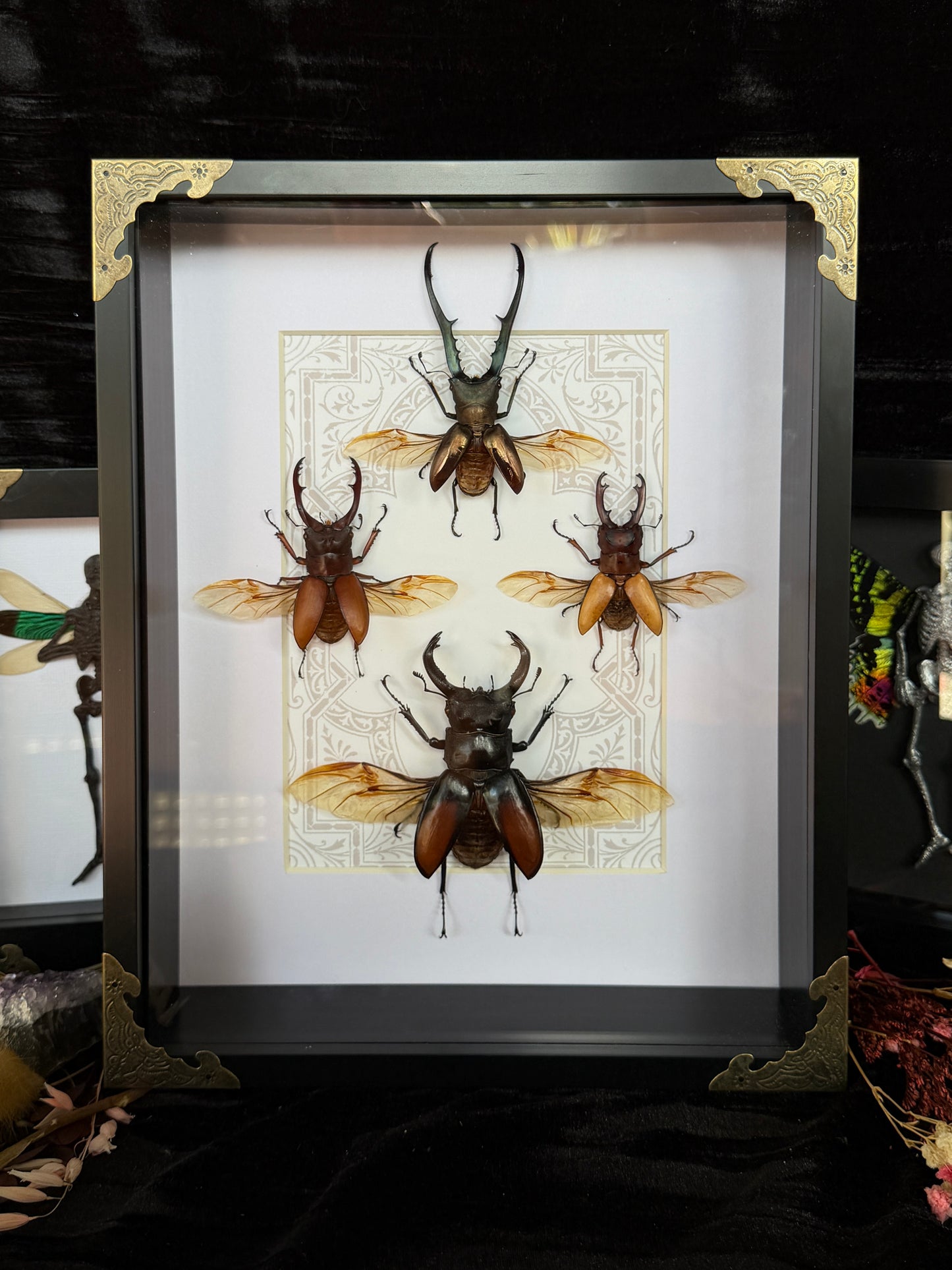 STAG BEETLE QUAD - Framed Specimens