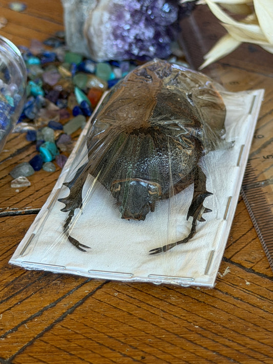 Caucaus Beetle - Chalcosoma Chiron Chiron Female