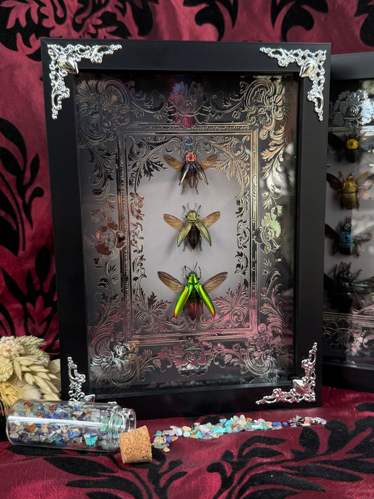 Jewel Beetle Trio Framed Specimens (SILVER) - names in description