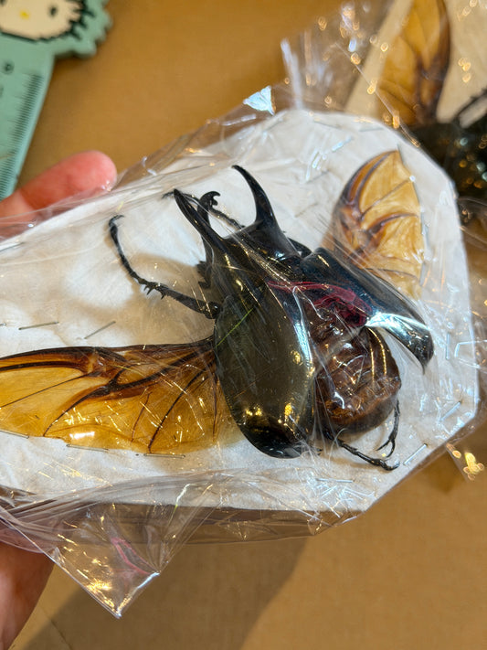 Atlas Beetle - Chalcosoma caucasus