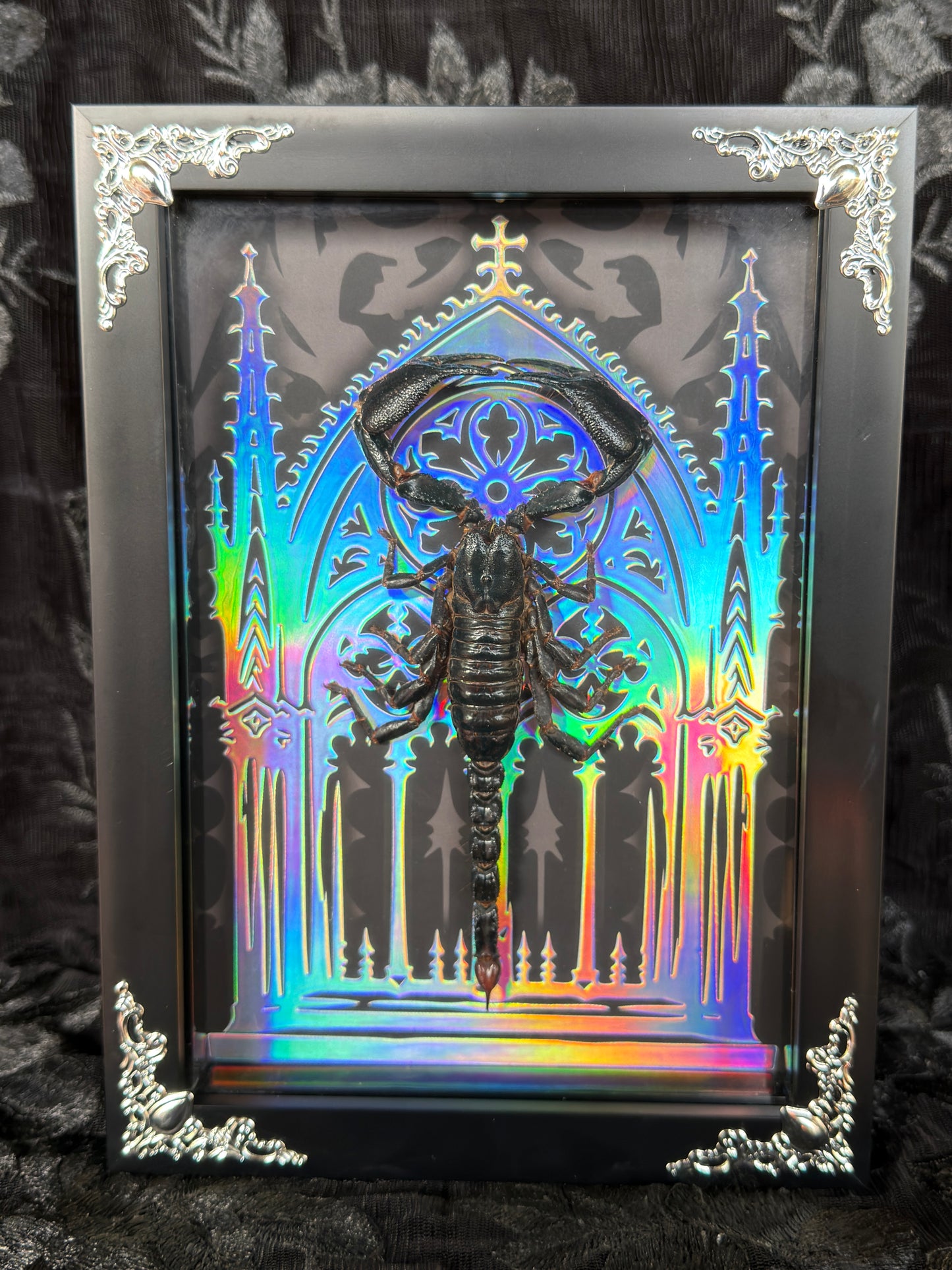 SCORPION SHADOW BOX