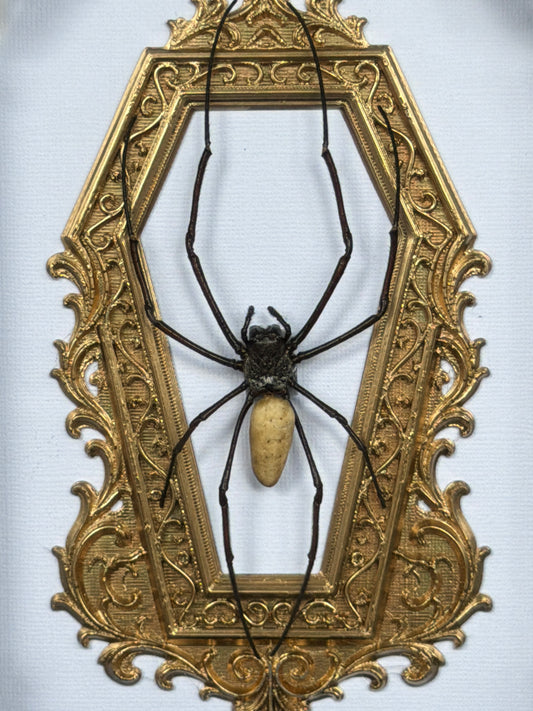 GOLD COFFIN - Mother of Hades Orb Weaver Framed Specimen