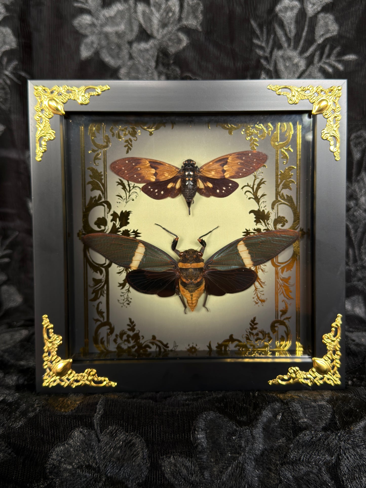 CICADA DUO SHADOW BOX