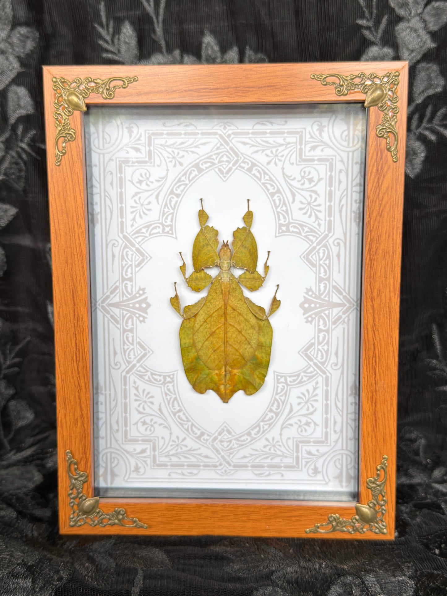 ORANGE LEAF BUG SHADOW BOX