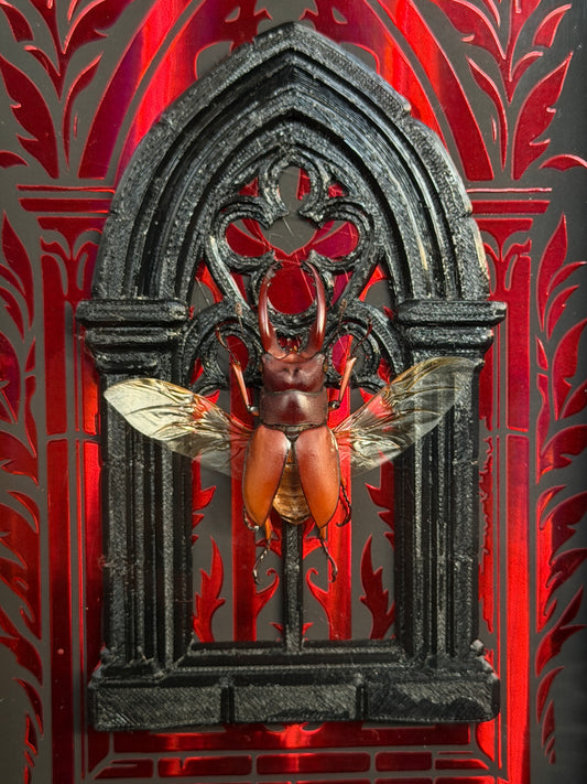 STAG BEETLE framed specimens - name in description
