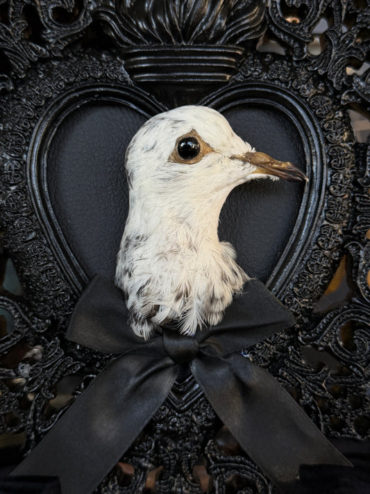 PIGEON HEAD - Black Heart Mother of Hades Open Display Frame
