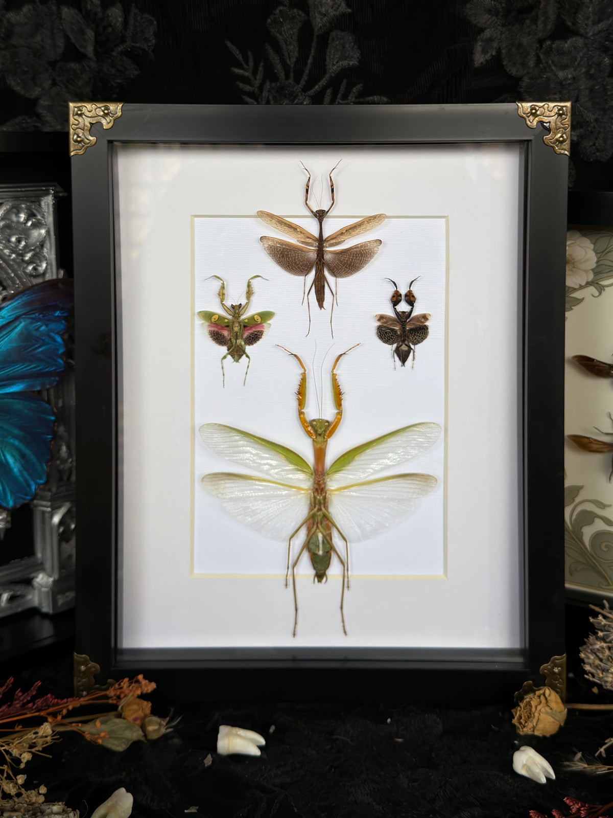 MANTIS QUAD - Praying Mantis Quad Specimen Frame