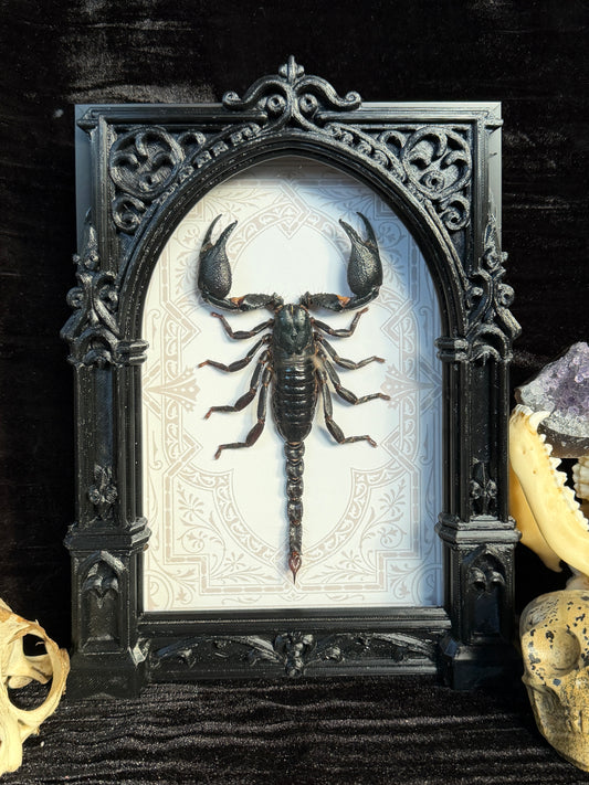 Forest Scorpion - Genus Heterometrus Frames Specimen
