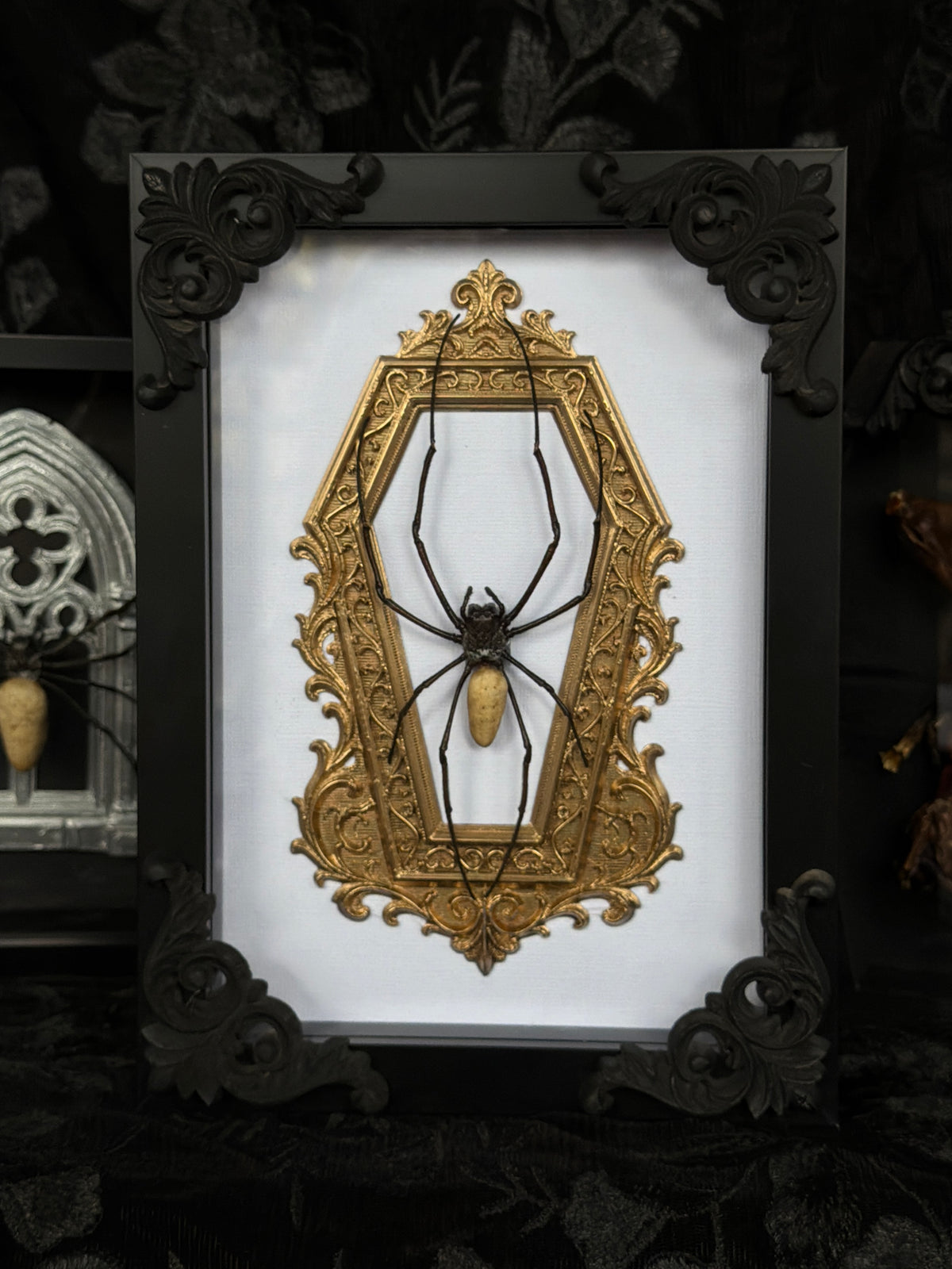GOLD COFFIN - Mother of Hades Orb Weaver Framed Specimen