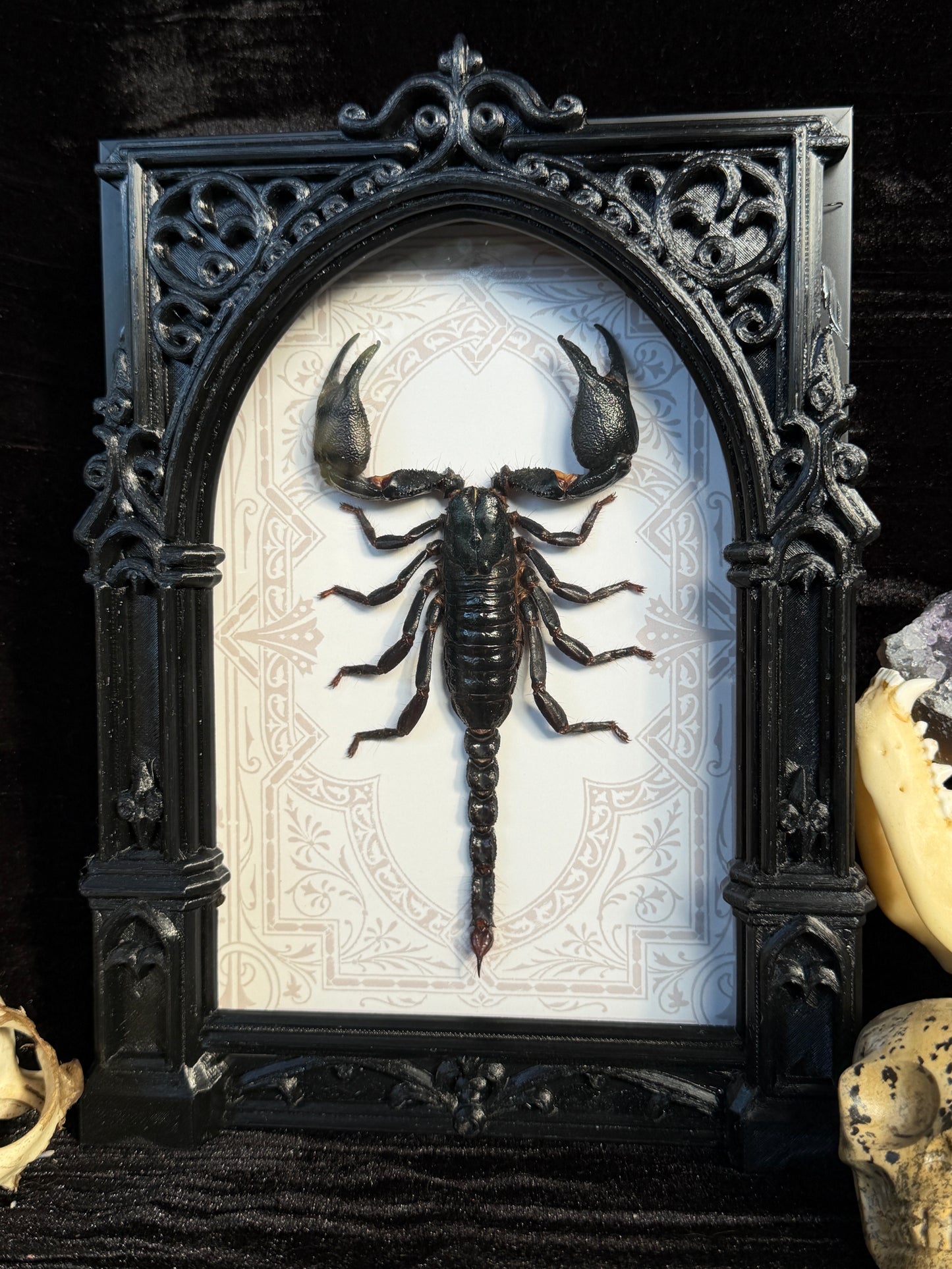 Forest Scorpion - Genus Heterometrus Frames Specimen