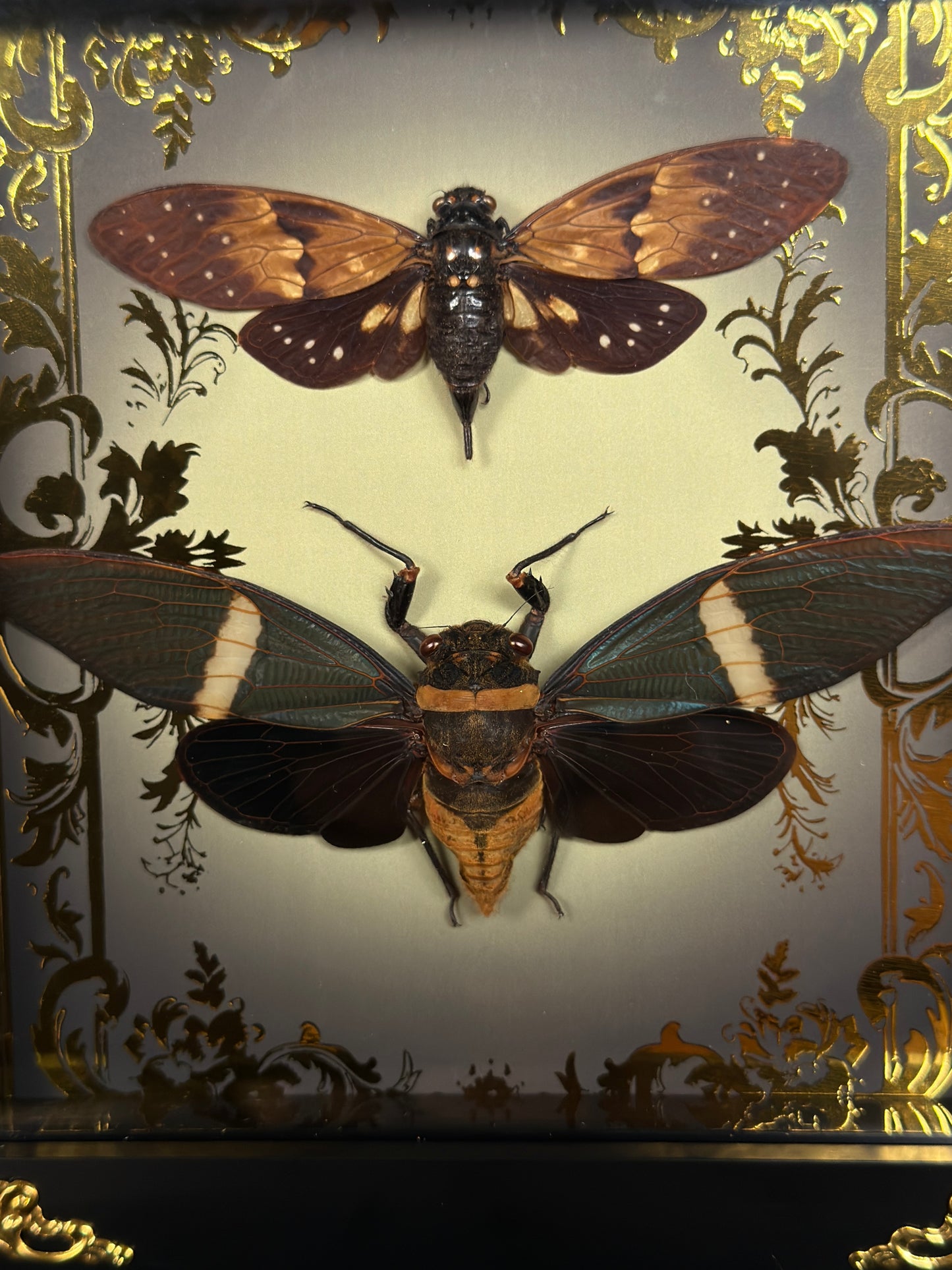 CICADA DUO SHADOW BOX