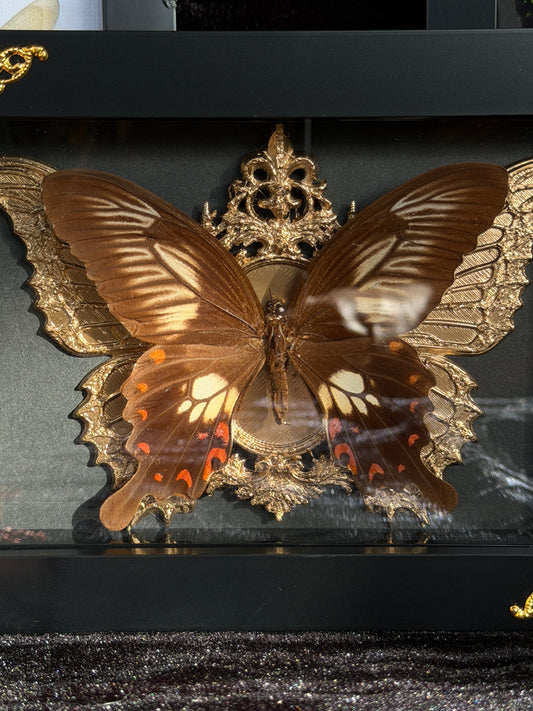 BROWN BUTTERFLY- Framed Specimen