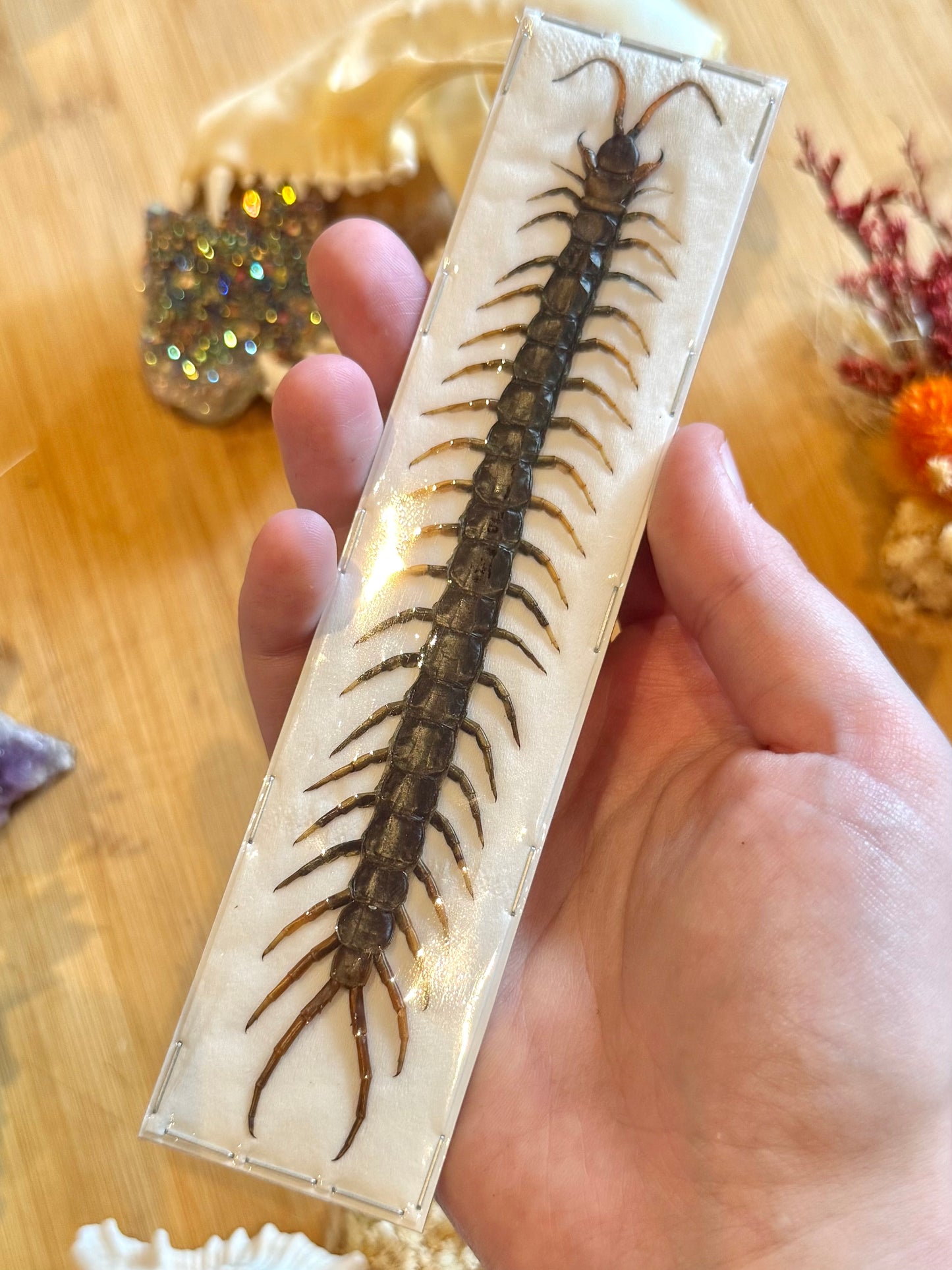 Common Centipede- scolopendra morsitans specimen