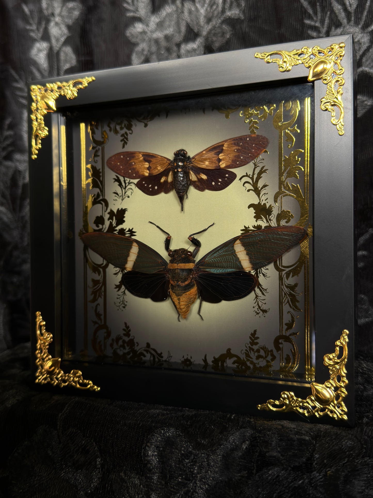 CICADA DUO SHADOW BOX