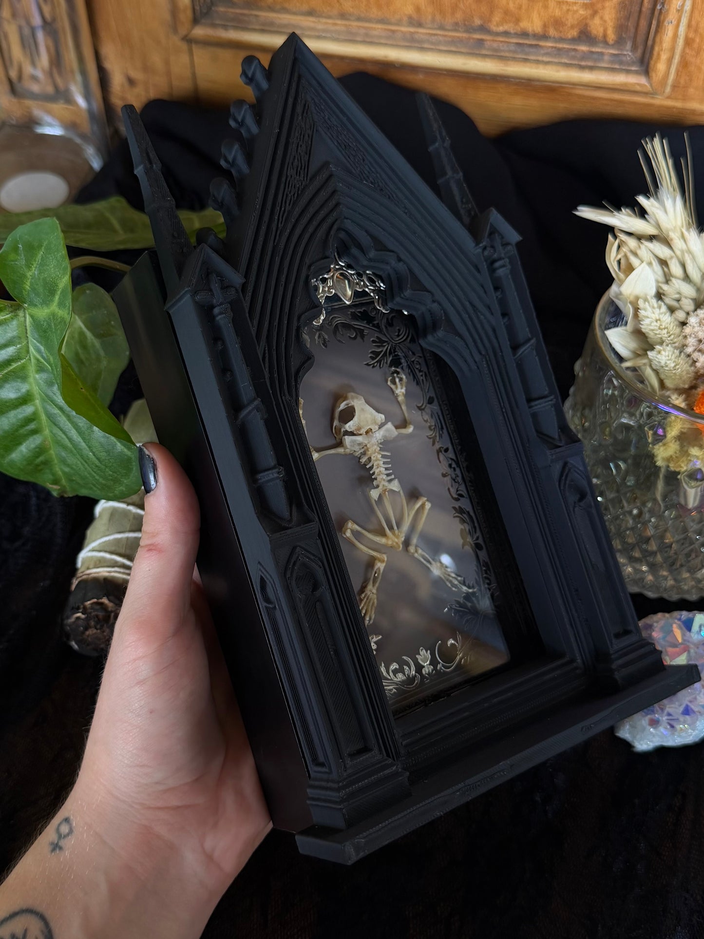 Asian Common Toad Skeleton Cathedral - Duttaphrynus melanostictus A5 Framed Specimen