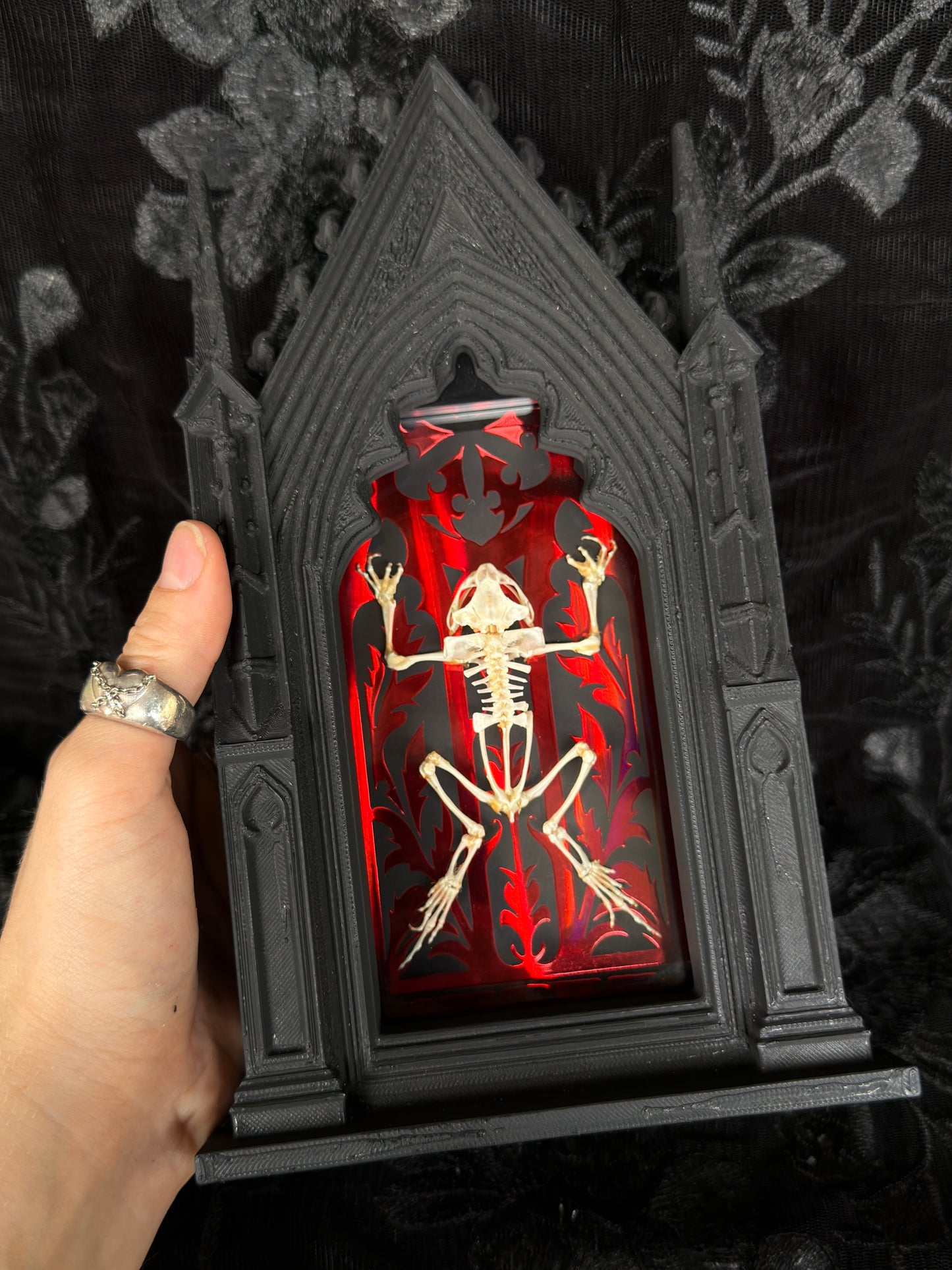 TOAD SKELETON SHADOW BOX
