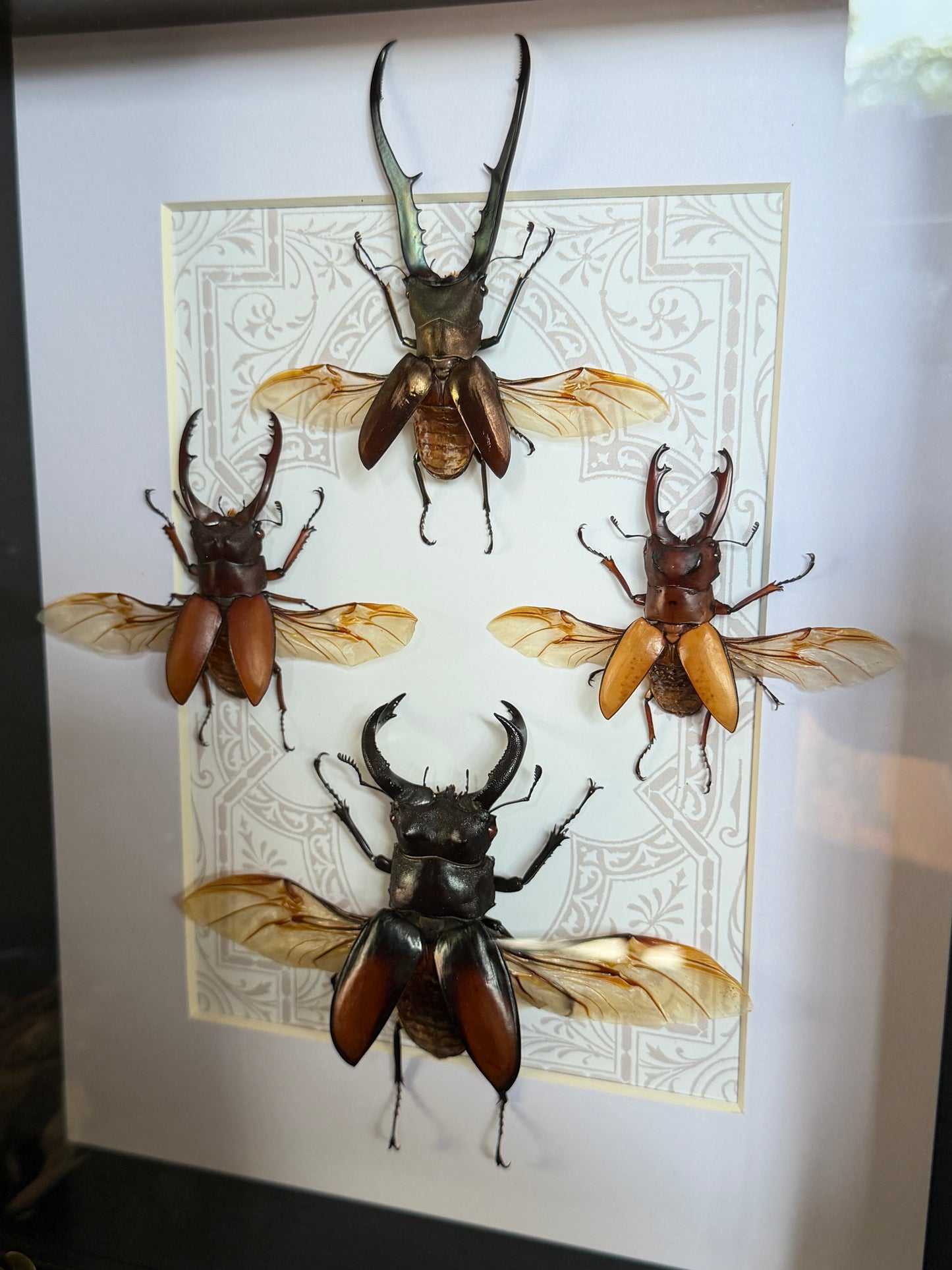 STAG BEETLE QUAD - Framed Specimens