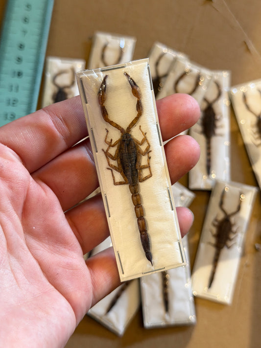 BARK SCORPION - Mesobuthus Martensil