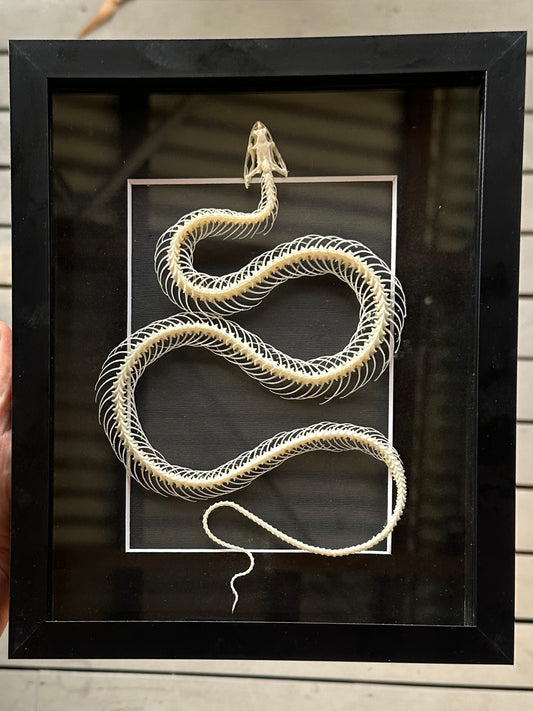 SPECIMEN FRAME - Xenochrophis Melanzostus Snake Skeleton