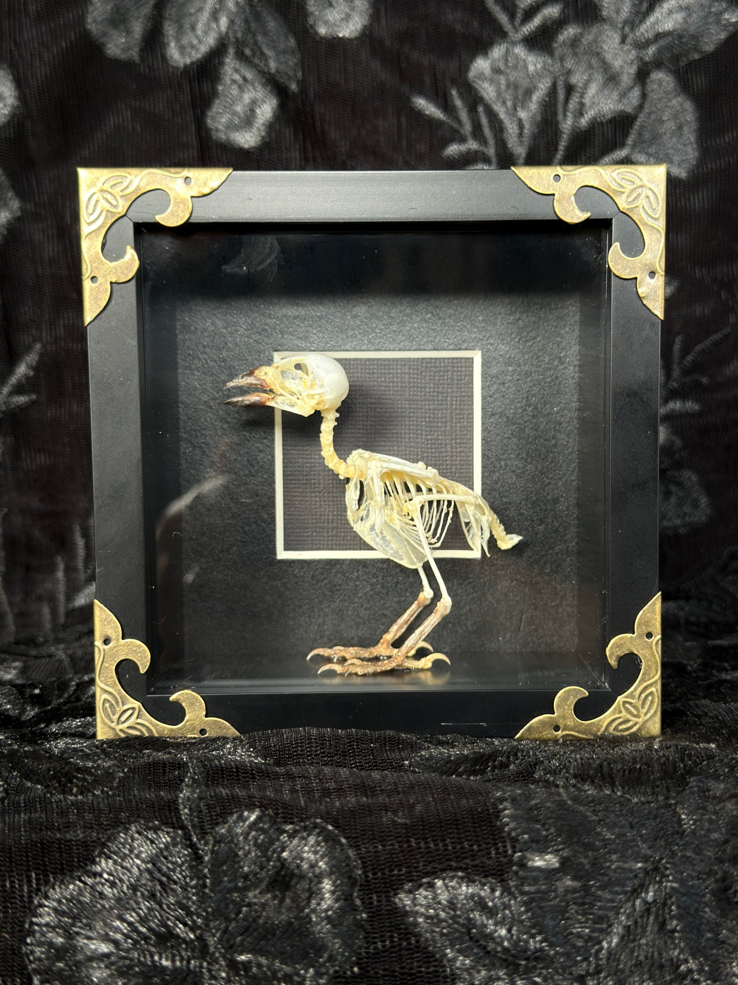FINCH SKELETON SHADOW BOX