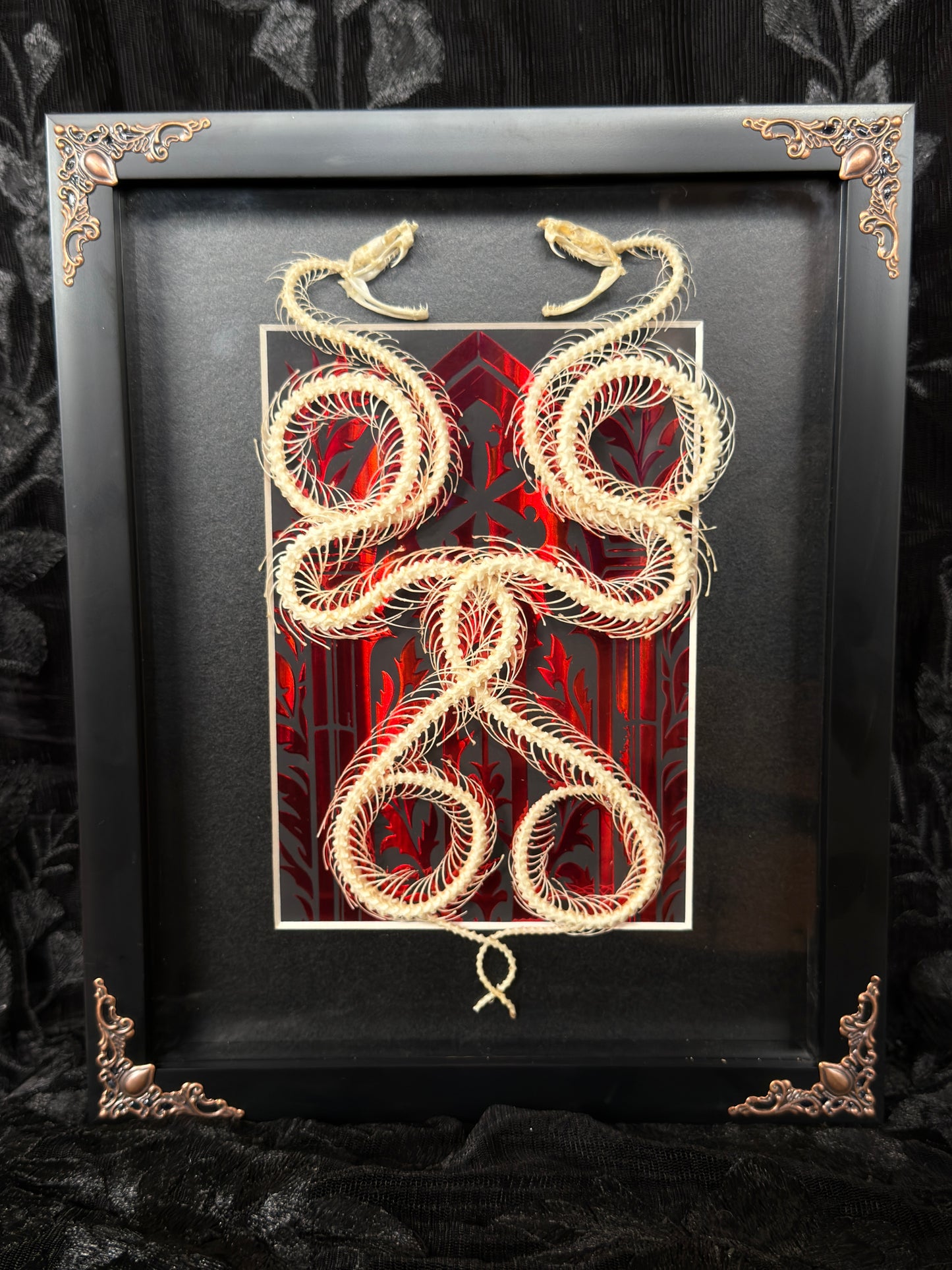 DOUBLE PIT VIPER SNAKE SKELETON SHADOW BOX