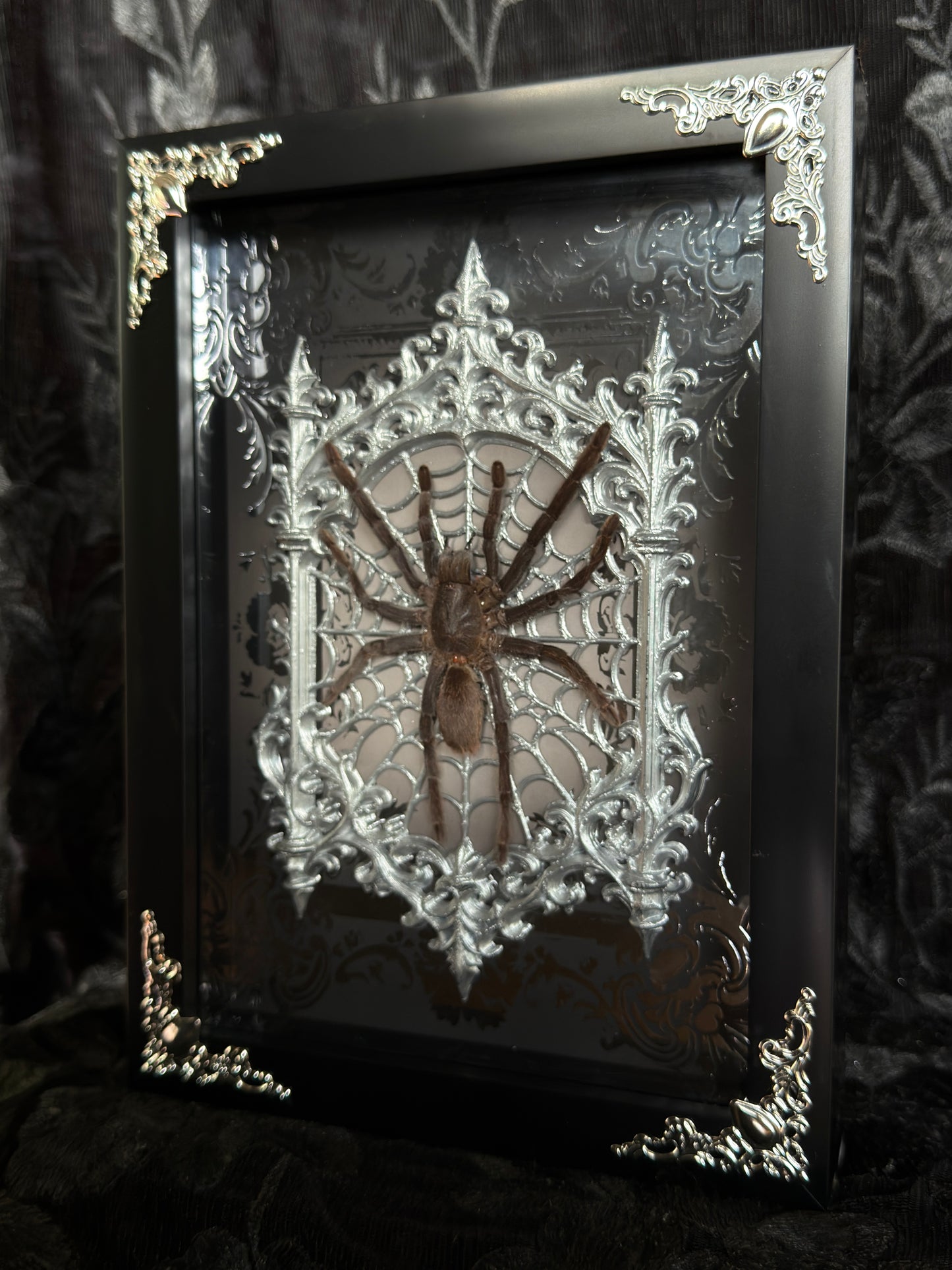 TARANTULA GOTHIC SHADOW BOX