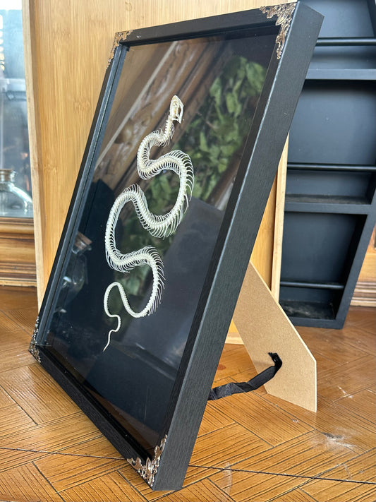 SPECIMEN FRAME - Xenochrophis Melanzostus Snake Skeleton