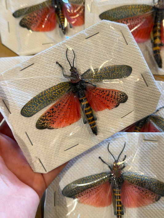 Rainbow Milkweed Locust - Phymateus Saxosus *UNSPREAD*
