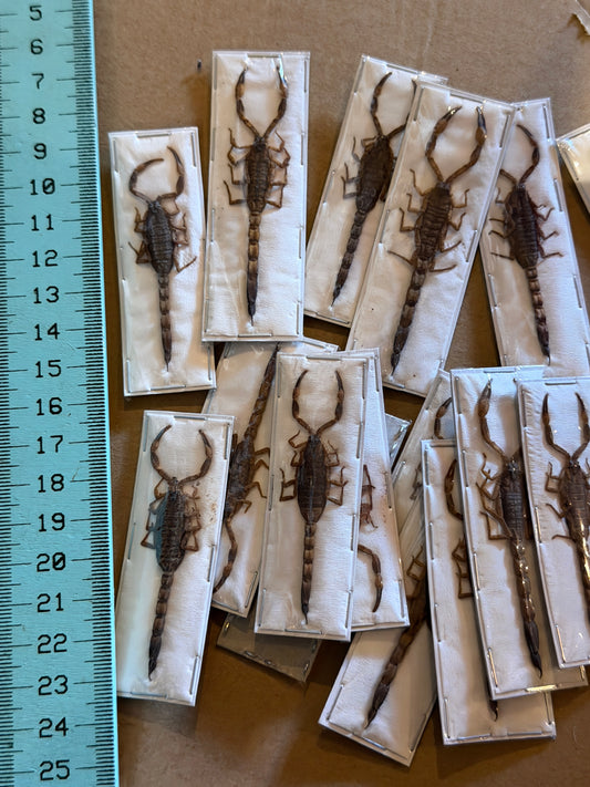 BARK SCORPION - Mesobuthus Martensil