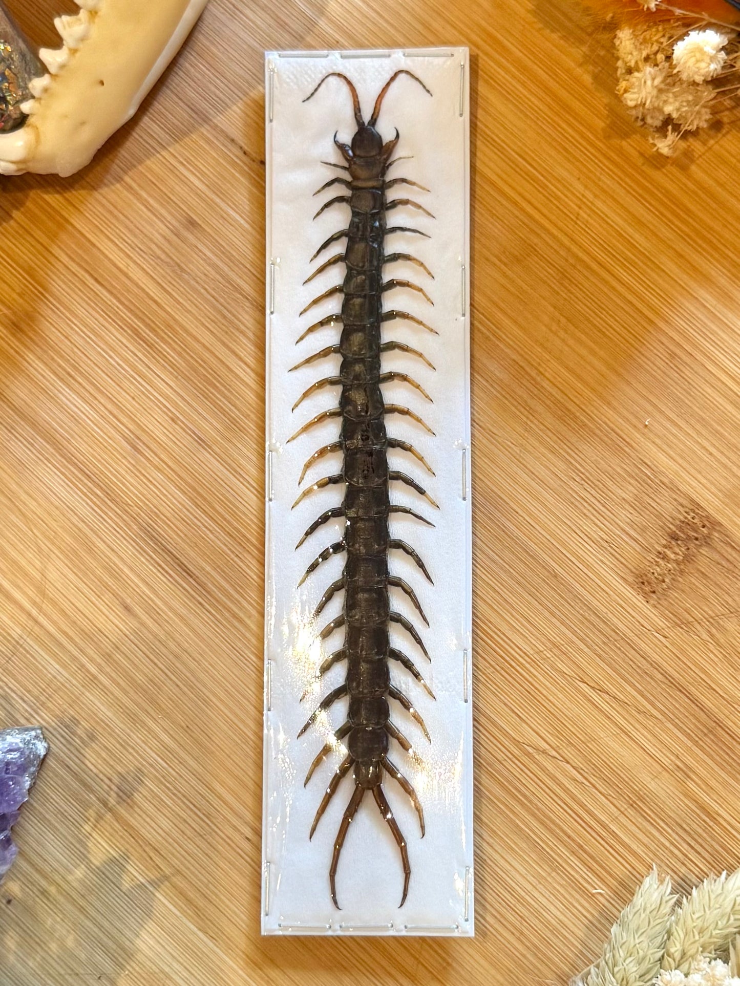 Common Centipede- scolopendra morsitans specimen