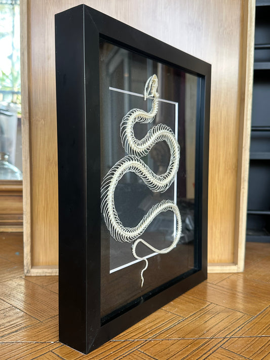 SPECIMEN FRAME - Xenochrophis Melanzostus Snake Skeleton