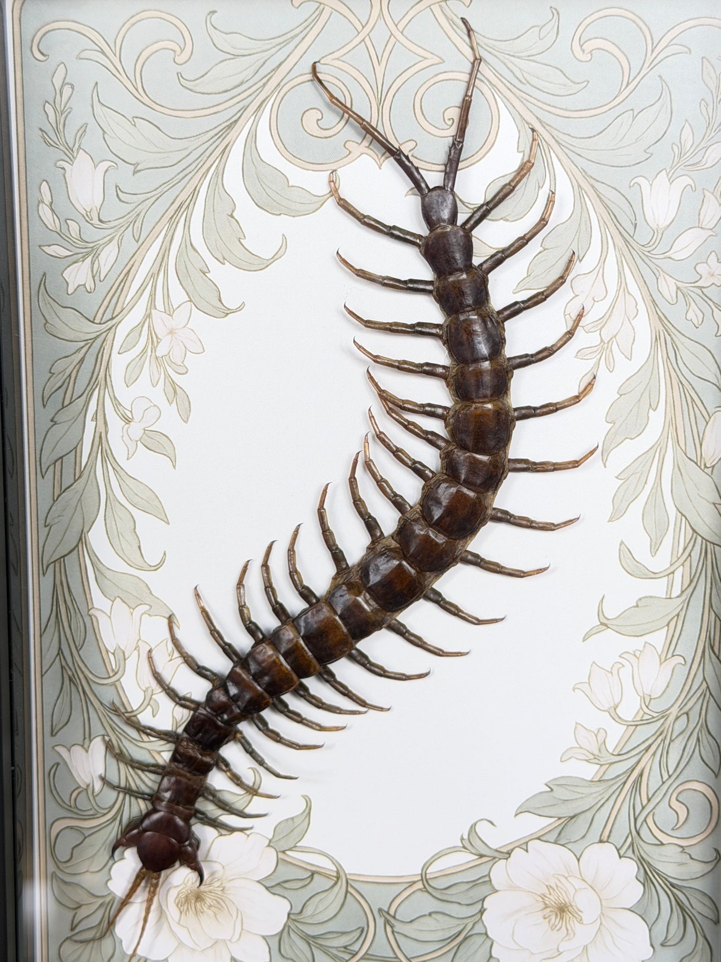CENTIPEDE SHADOW BOX
