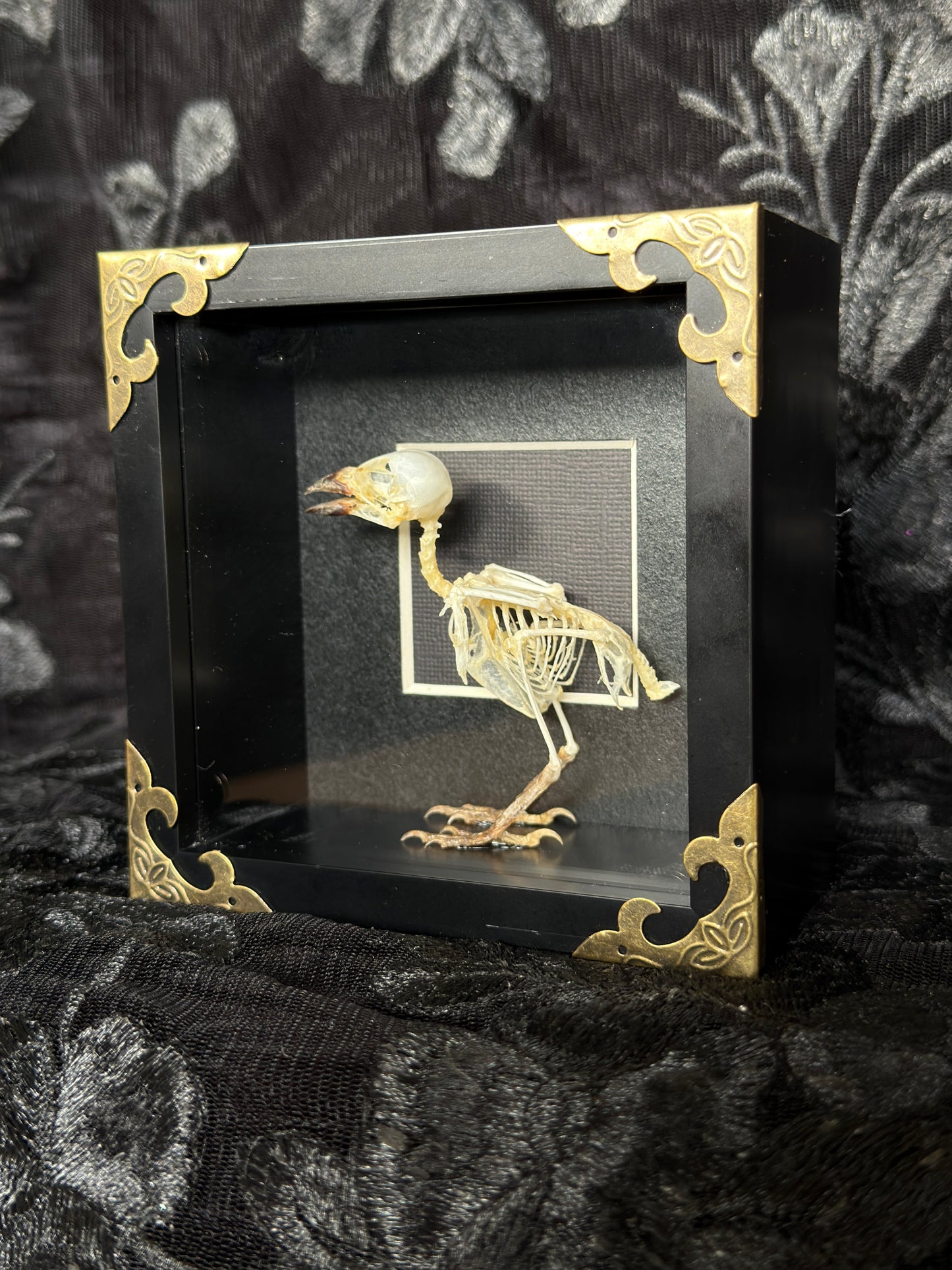 FINCH SKELETON SHADOW BOX