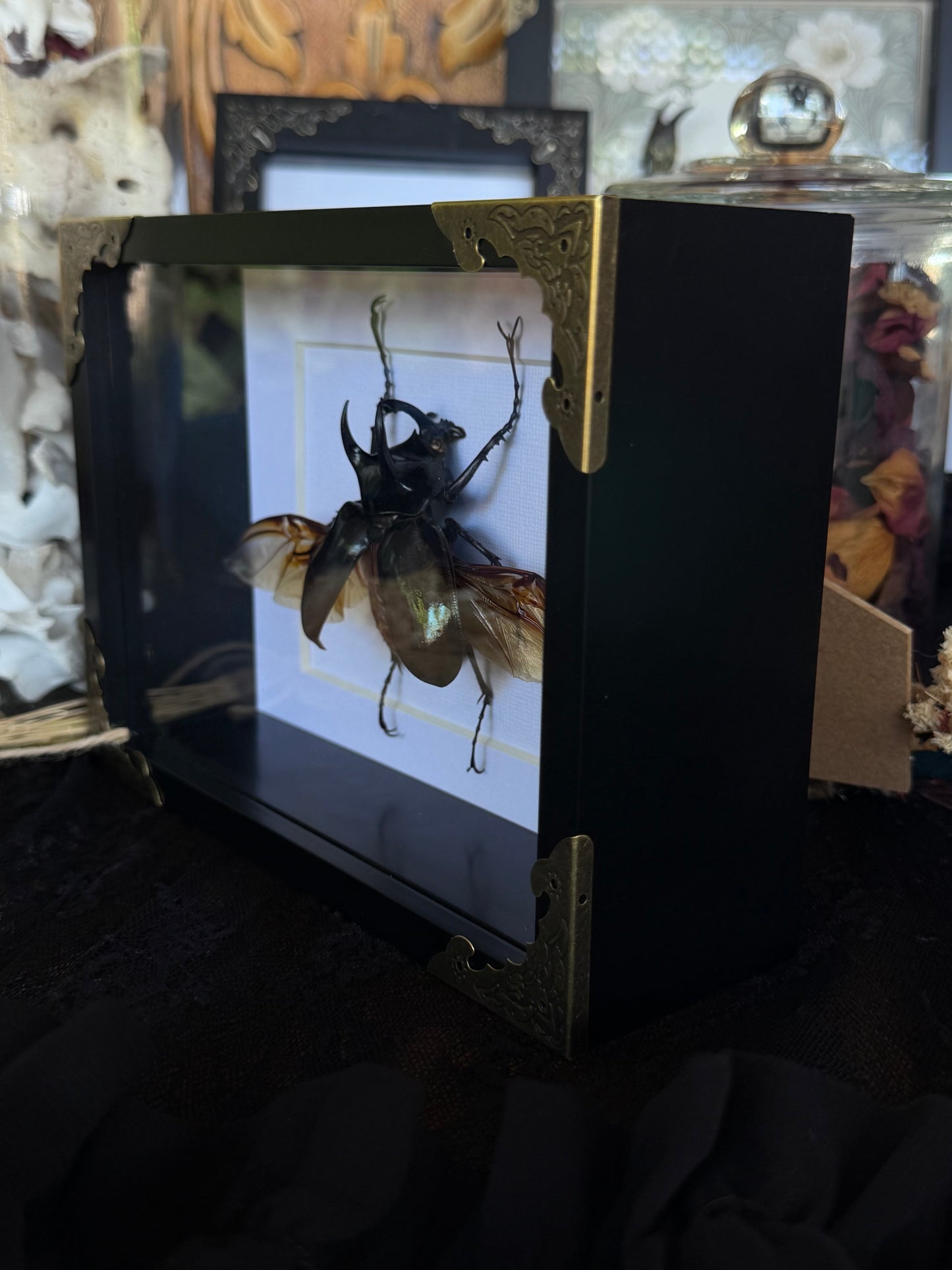 Atlas Beetle Chalcosoma atlas
Framed Specimen