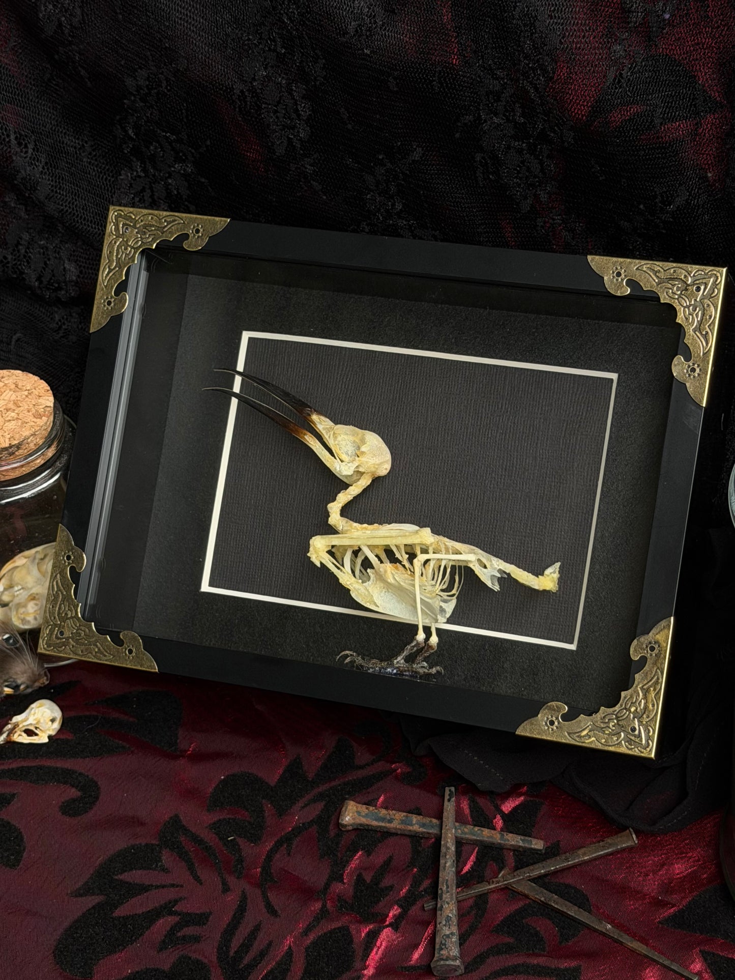 Blue Tailed Bee Eater Bird - Merops Philippines Javanicus Framed Specimen